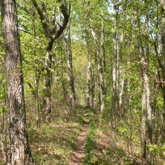 Lakeview Trail